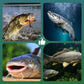🐟 Erős úszóképességű úszóhorog – természetesen lebeg, pillanatok alatt horogra akasztja a halat!